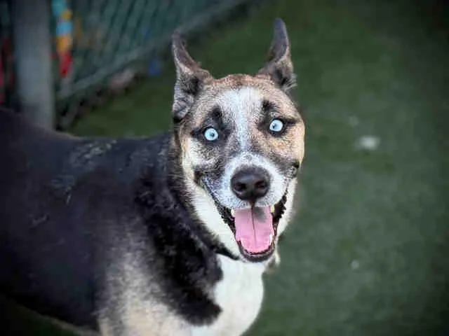 An adult medium-sized male Siberian Husky dog named Erik for adoption in Bonita, CA