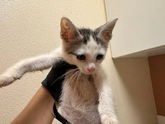 A baby small-sized male Domestic Short Hair cat named Snickerdoodle for adoption in Fairfield, CA