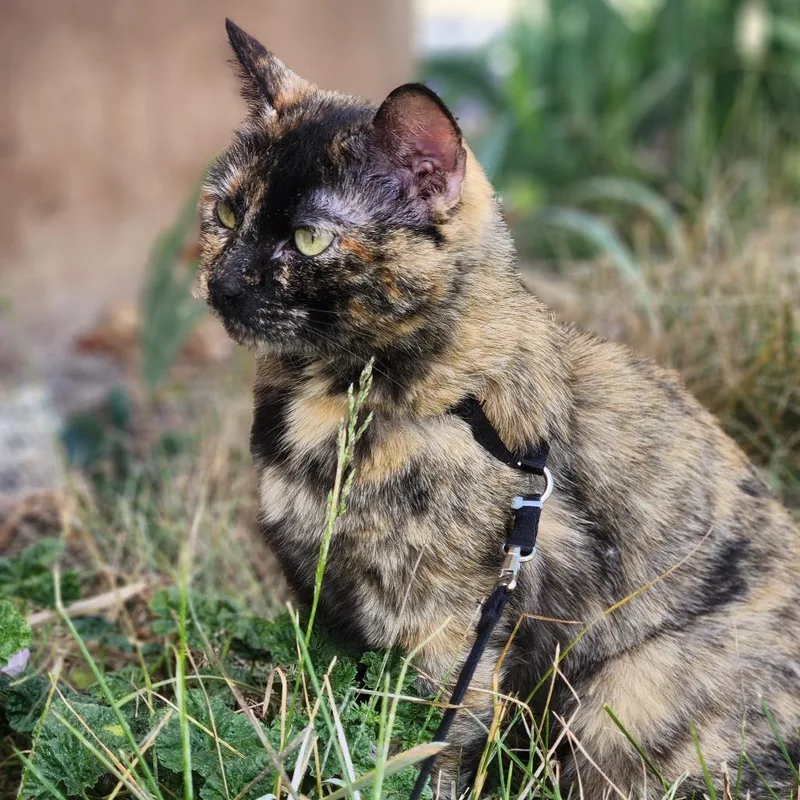 An adult small-sized female Torbie Domestic Short Hair cat named Katrina for adoption in Layton, UT