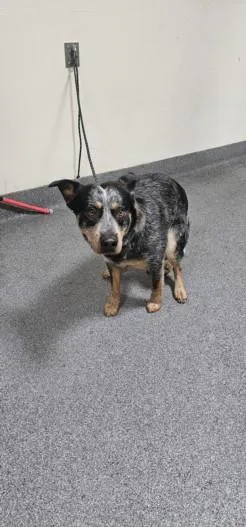 A young medium-sized male Australian Cattle Dog / Blue Heeler dog named Samuel for adoption in Los Angeles, CA