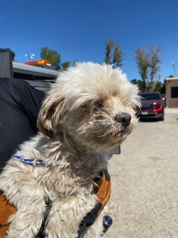 An adult small-sized female Miniature Poodle dog named Ariel for adoption in Victorville, CA
