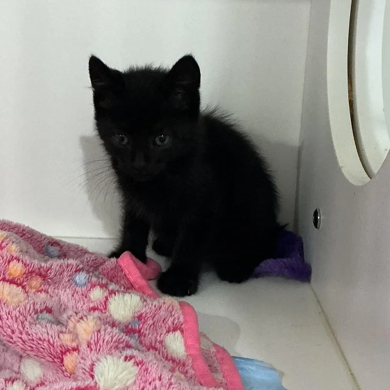 A baby small-sized male Black Domestic Short Hair cat named Binx for adoption in Elizabeth City, NC