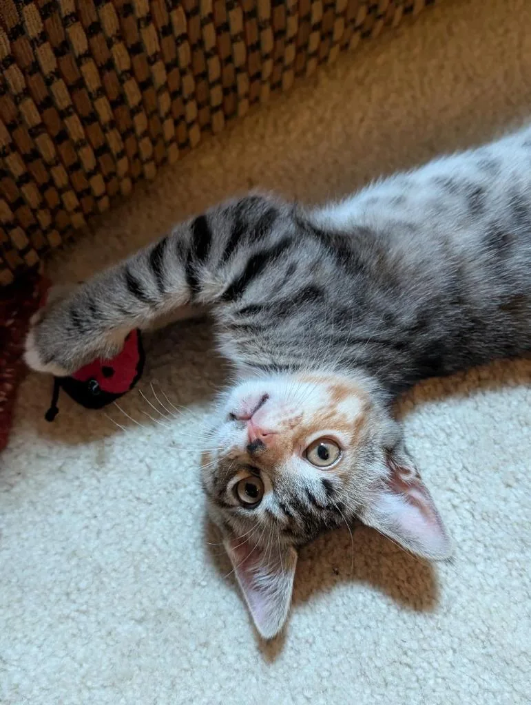 A baby small-sized female Domestic Short Hair cat named Macaron for adoption in Newnan, GA