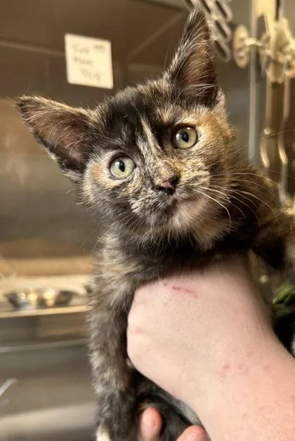 A baby small-sized female Domestic Short Hair cat named Espresso for adoption in Fishers, IN