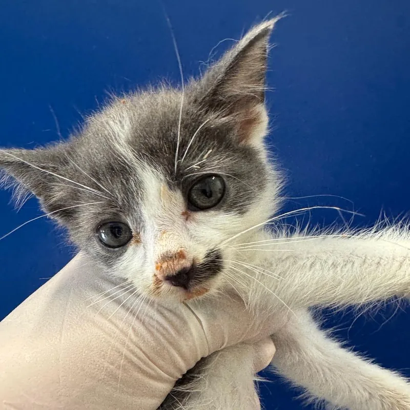 A baby small-sized male Gray / Blue / Silver Domestic Short Hair cat named Bok Choy for adoption in Long Beach, CA