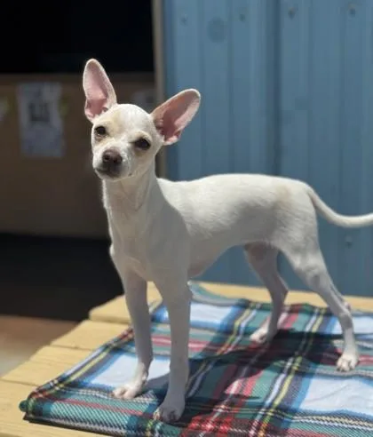 A young small-sized male Chihuahua dog named Max for adoption in Visalia, CA