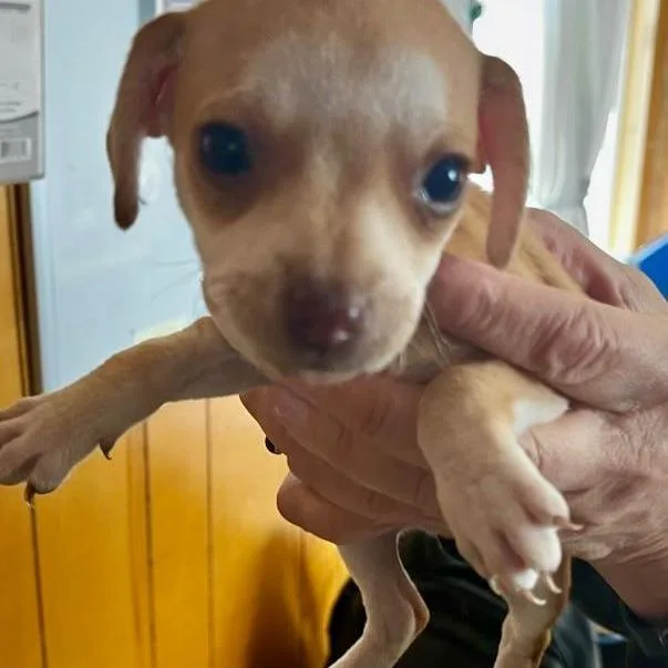 A baby small-sized male Yellow / Tan / Blond / Fawn Mixed Breed dog named Amore for adoption in San Pablo, CA