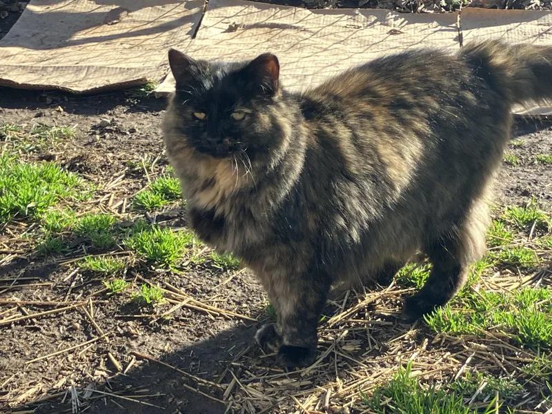 Scarlett thumbnail 2