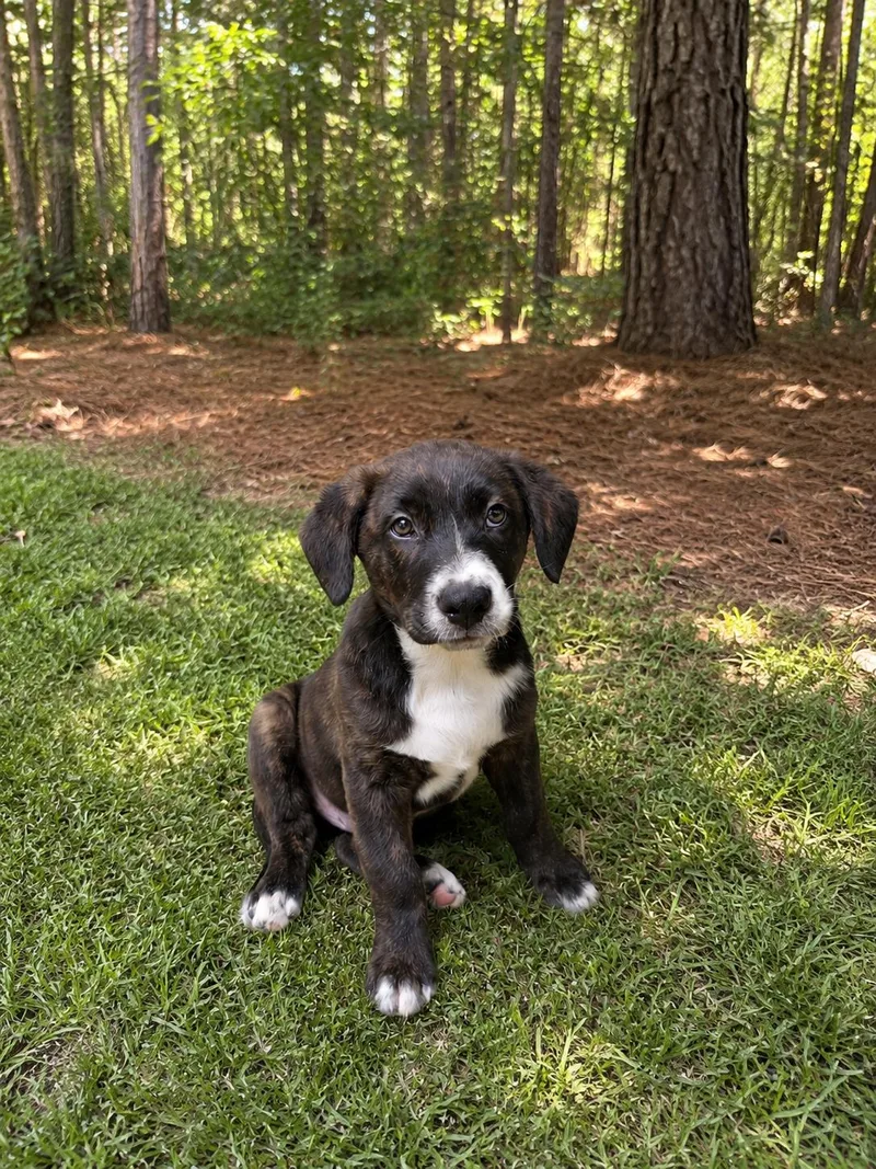 A baby medium-sized male Brindle Australian Shepherd dog named Juno for adoption in BONIFAY, FL