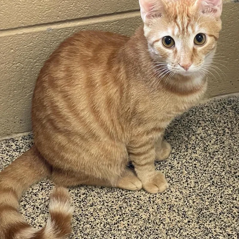 A young medium-sized male Tabby cat named Punch for adoption in Fort Payne, AL