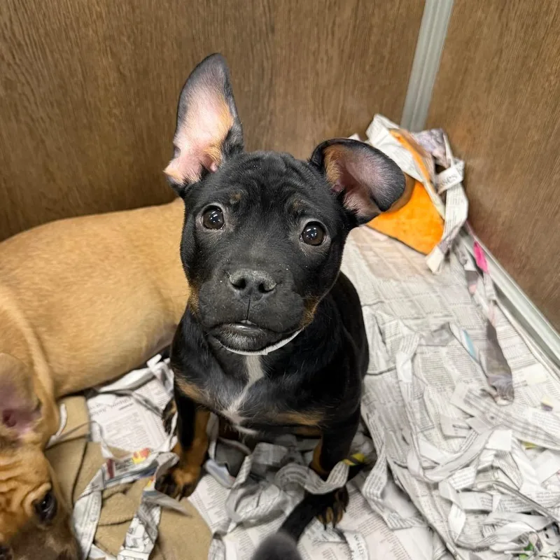 A young medium-sized male Black Mixed Breed dog named Cocoa for adoption in DeKalb, IL