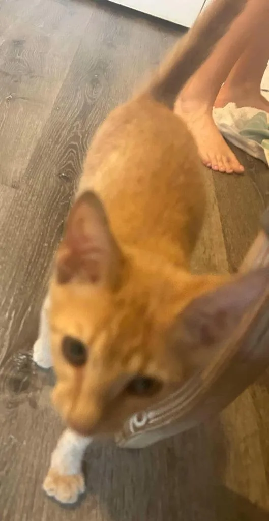 A baby small-sized male Domestic Short Hair cat named Garfield for adoption in Darien, GA