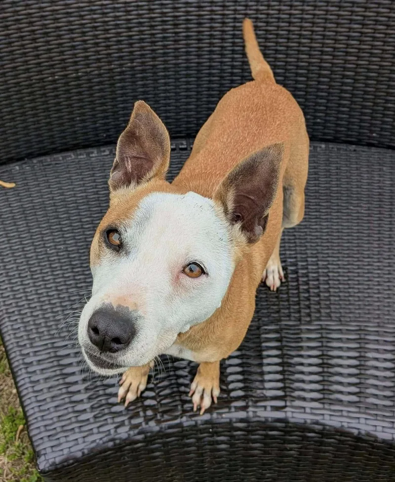 An adult small-sized female White / Cream Mixed Breed dog named Bayles for adoption in Ronkonkoma, NY