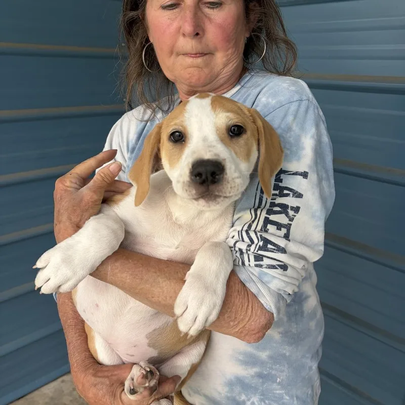 A baby medium-sized female White / Cream Retriever dog named Buttercup for adoption in Quakertown, PA