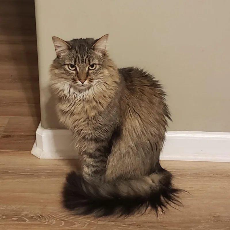 An adult medium-sized female Tabby (Buff / Tan / Fawn) Maine Coon cat named Momo & Chichi for adoption in Louisville, KY