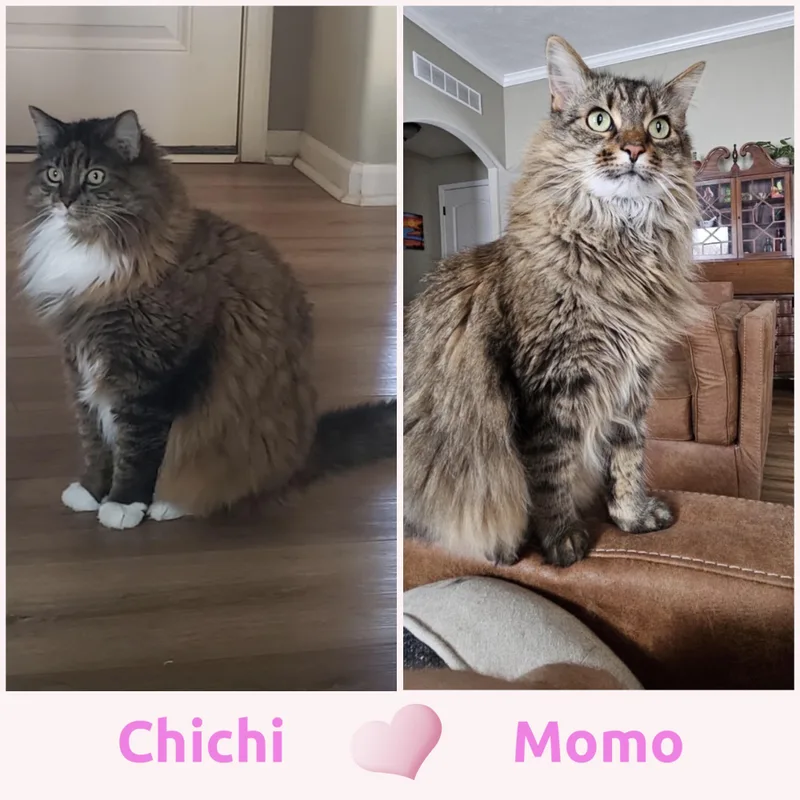 Momo & Chichi thumbnail 2