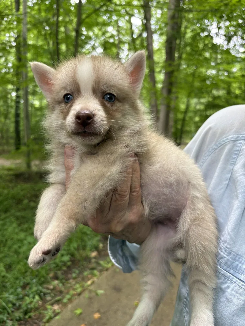 A baby medium-sized female Husky dog named Keylie for adoption in Oxford, MI
