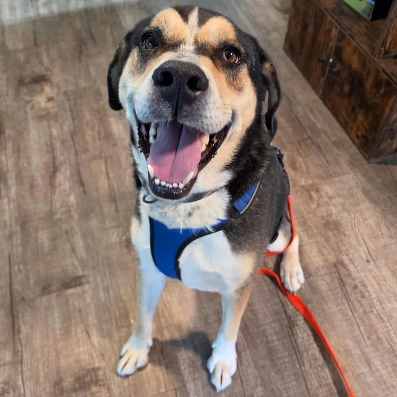 An adult extra large-sized male Yellow / Tan / Blond / Fawn Mixed Breed dog named Hank for adoption in Jefferson city, TN