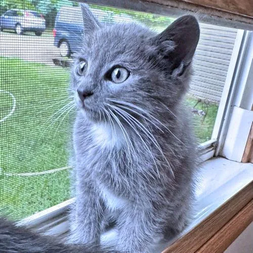 A baby medium-sized male Gray & White Domestic Short Hair cat named Mister for adoption in Rutherfordton, NC