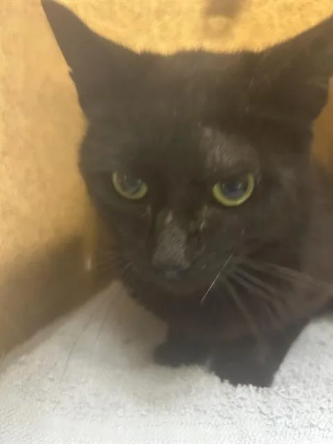 A young medium-sized male Domestic Short Hair cat named Dot for adoption in Kent, WA
