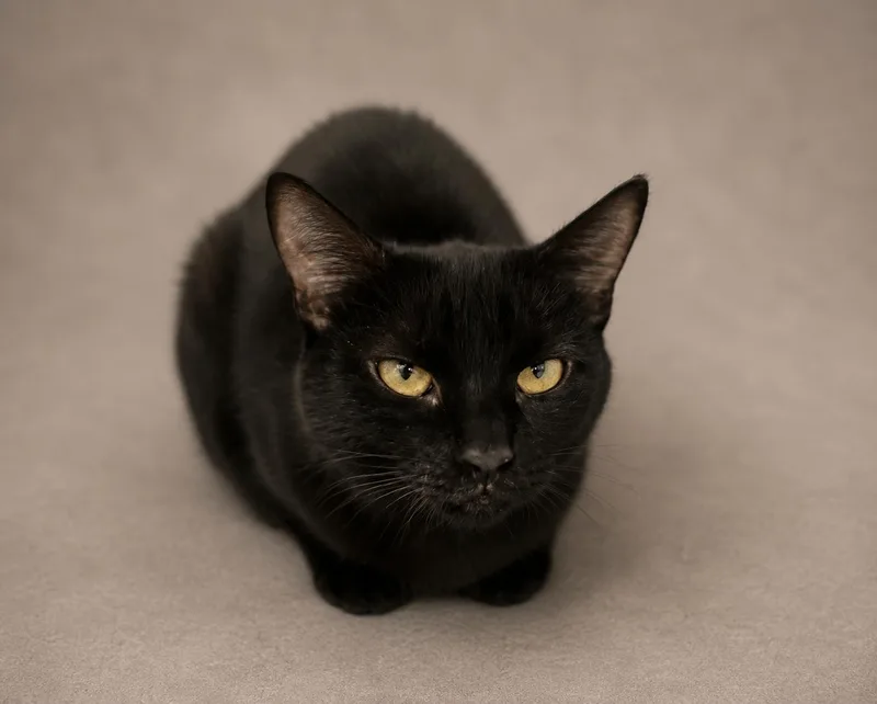 An adult medium-sized female Black Domestic Short Hair cat named Rue for adoption in Stafford, VA