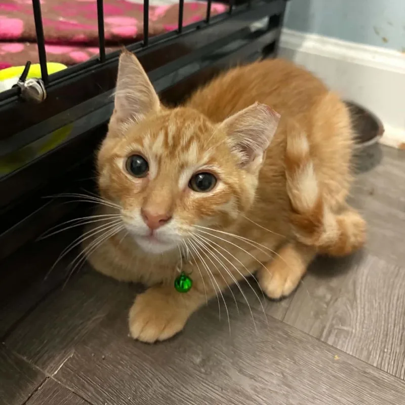 A baby small-sized male Orange / Red Domestic Short Hair cat named Nacho for adoption in Pasadena , MD