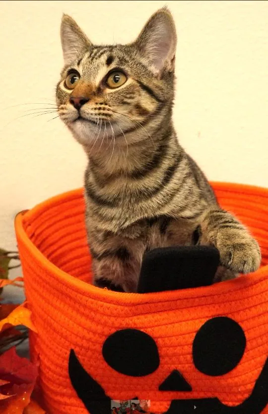 A baby medium-sized male White Domestic Short Hair cat named Winslow for adoption in Grants Pass, OR