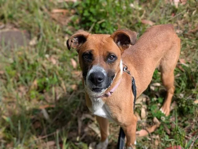 An adult medium-sized female Boxer dog named Polly for adoption in McKinleyville, CA
