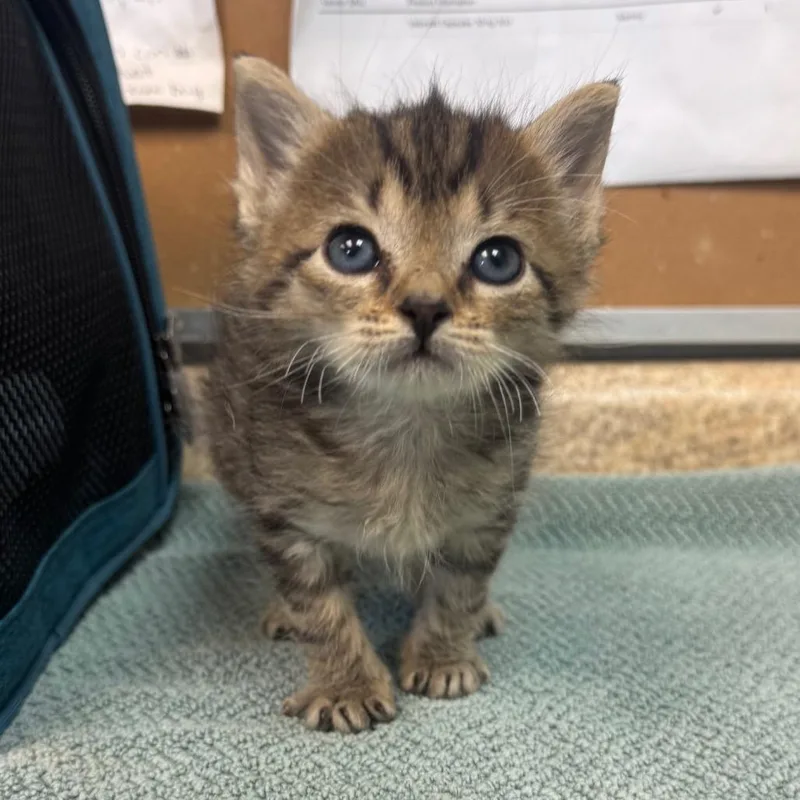 A baby small-sized male Domestic Short Hair cat named Oats for adoption in Easton, PA
