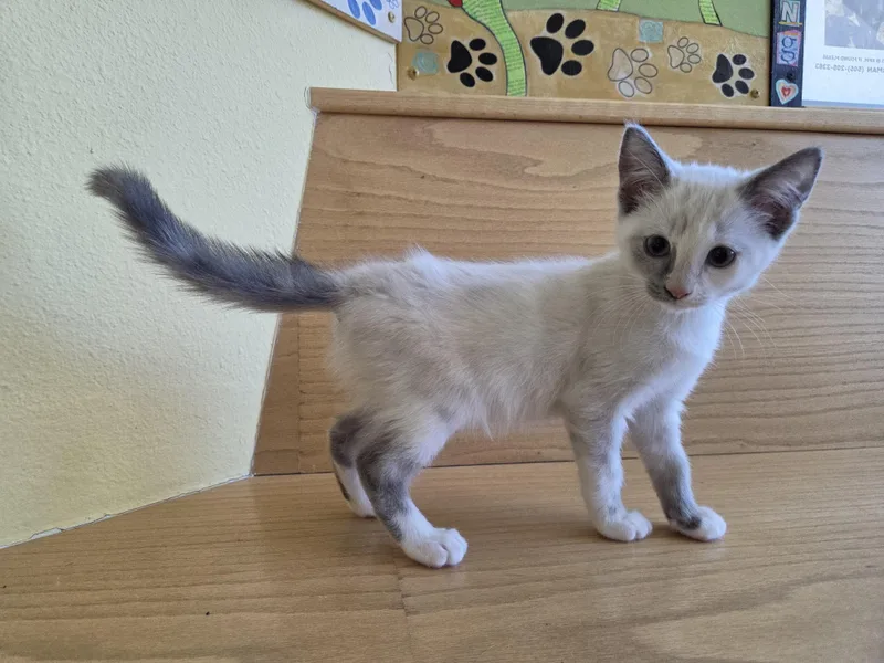 A baby small-sized female Lilac Point Domestic Short Hair cat named Snickerdoodle for adoption in Edgewood, NM