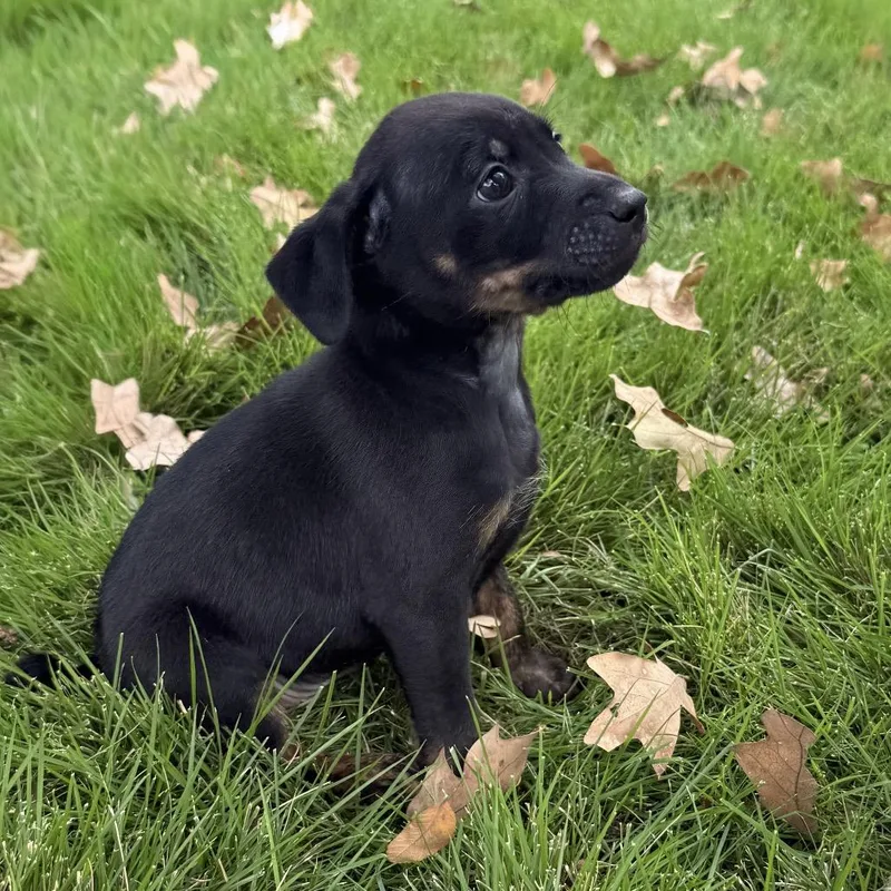 A baby small-sized male Black Chihuahua dog named Topaz for adoption in Cedar Park, TX