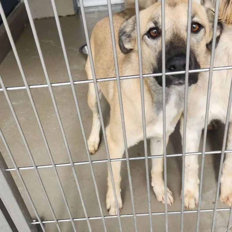 An adult medium-sized female Yellow / Tan / Blond / Fawn Shepherd dog named Reese for adoption in Kingman, AZ