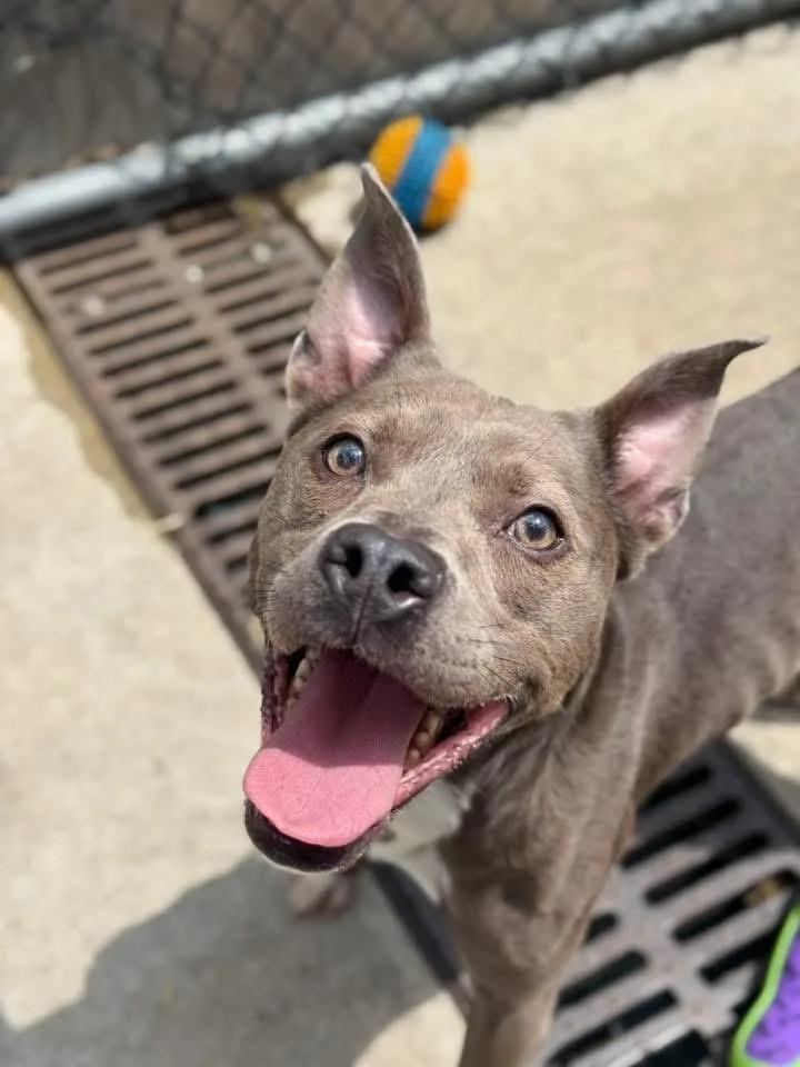 An adult medium-sized male Gray / Blue / Silver Pit Bull Terrier dog named Buenos Aires for adoption in Chicago, IL
