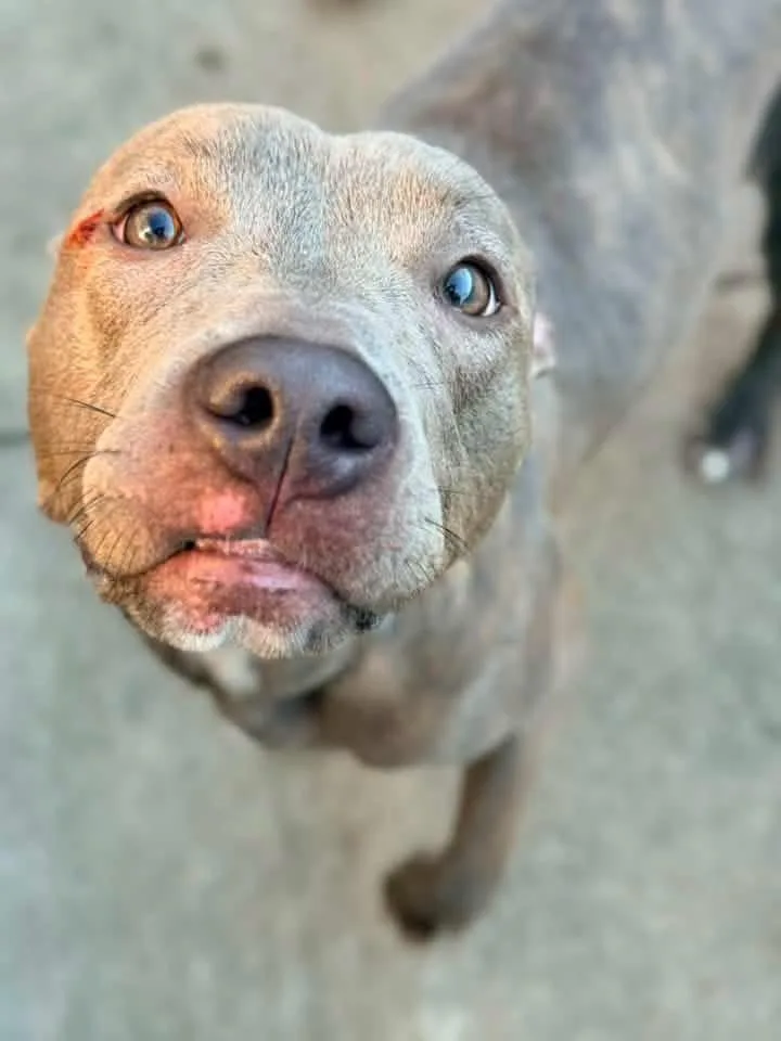 An adult medium-sized female Brindle Pit Bull Terrier dog named Carolina for adoption in Chicago, IL