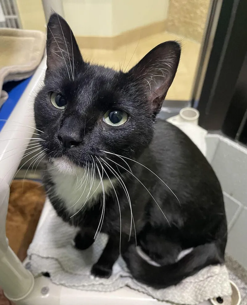A young medium-sized female Domestic Short Hair cat named Maya for adoption in Jackson, MI