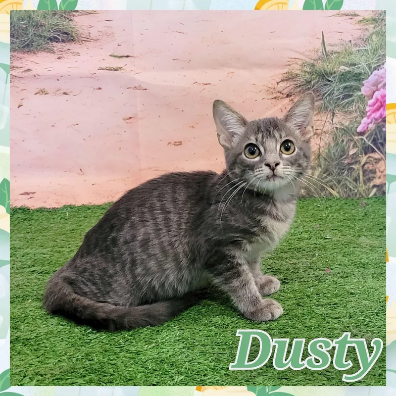 Dusty
