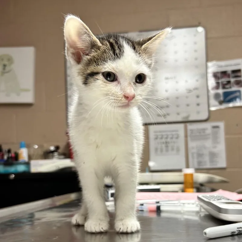 A baby small-sized male White Domestic Short Hair cat named Beast Boy for adoption in Newport, NC