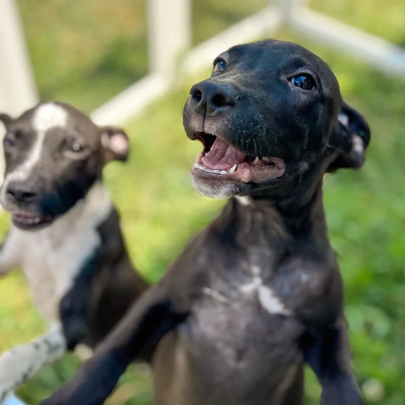 A baby medium-sized male Black Mixed Breed dog named Onyx for adoption in Springboro, OH