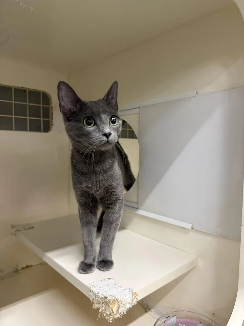 A baby small-sized female Gray / Blue / Silver Domestic Short Hair cat named Miss Gray for adoption in Visalia, CA