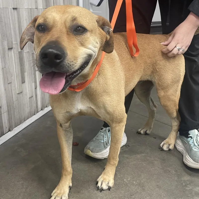 An adult medium-sized female Yellow / Tan / Blond / Fawn Yellow Labrador Retriever dog named Zara for adoption in Tampa, FL