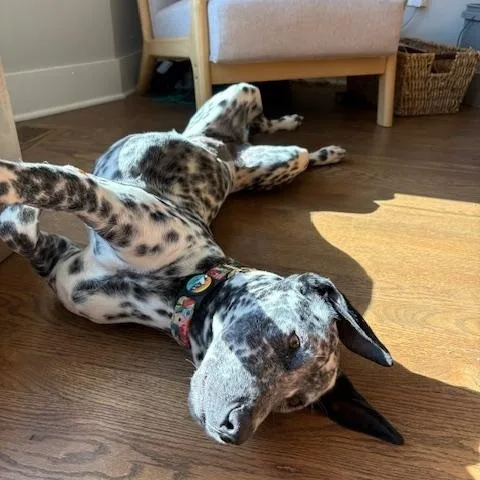 Playful Peca! thumbnail 2