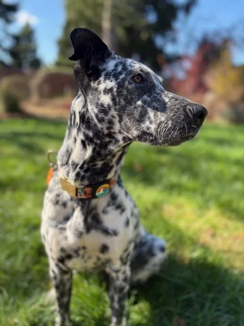 Playful Peca! thumbnail 3