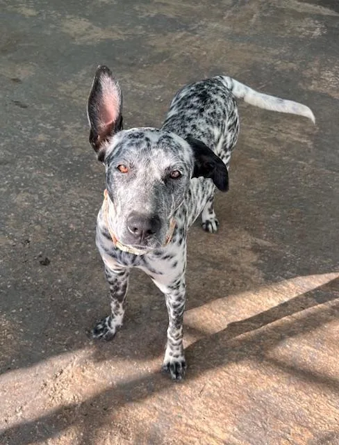 Playful Peca! thumbnail 4