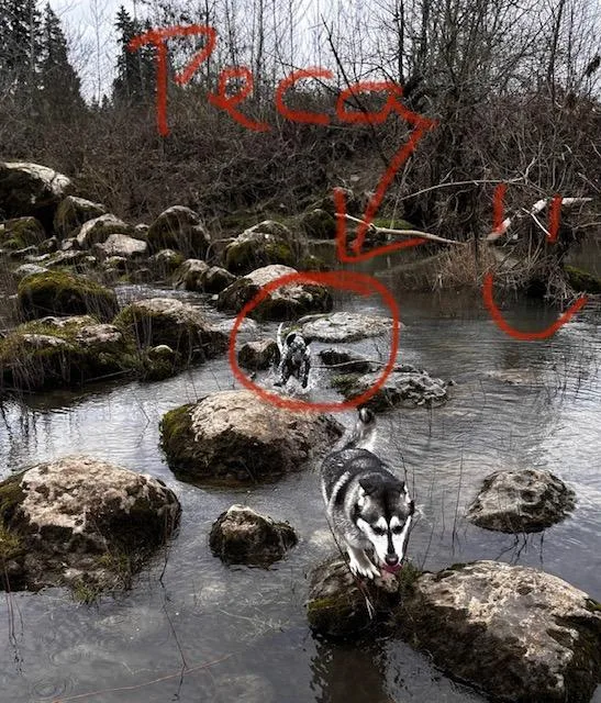 Playful Peca! thumbnail 5