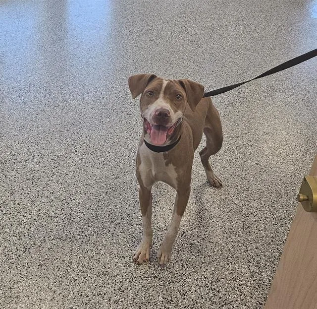 A young medium-sized male Hound dog named Tango for adoption in Palmetto, FL