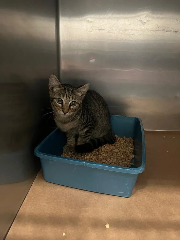 A baby large-sized male Domestic Short Hair cat named Astrid for adoption in Cartersville , GA
