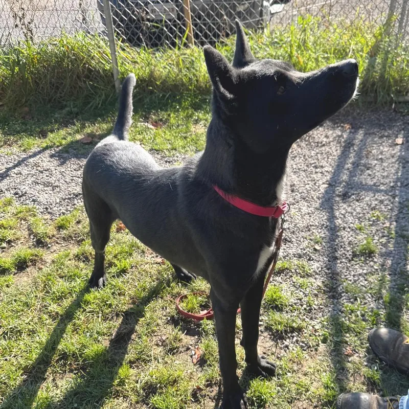 An adult medium-sized male Black German Shepherd Dog named Slim Jim for adoption in Kittanning, PA