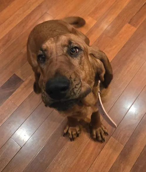 An adult medium-sized female Brown / Chocolate Terrier dog named Lou Lou for adoption in Reeds Spring, MO