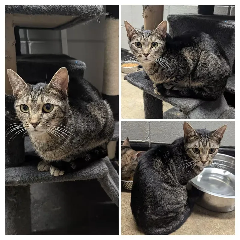 An adult small-sized female Tabby (Buff / Tan / Fawn) Domestic Short Hair cat named Mojo for adoption in Milledgeville, GA