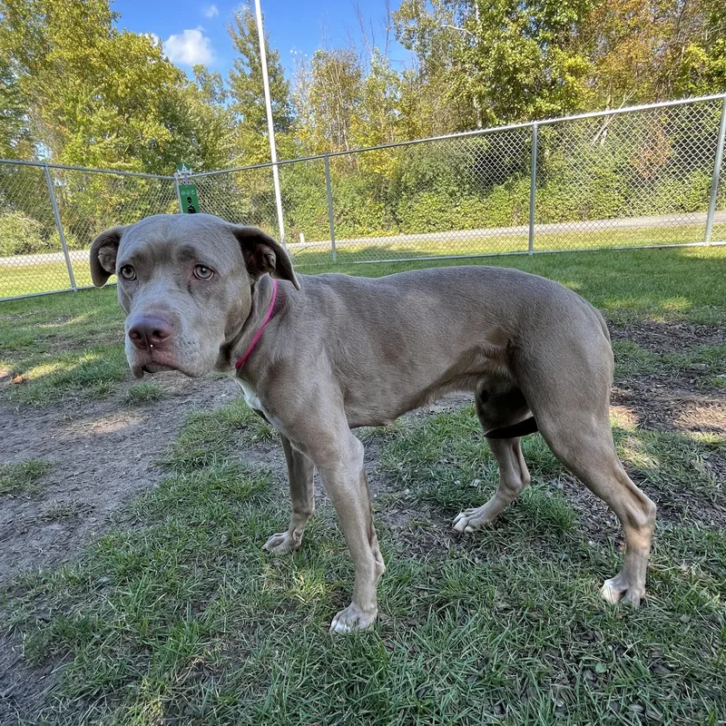 An adult medium-sized female American Staffordshire Terrier dog named Ellie for adoption in Mount Pleasant, MI